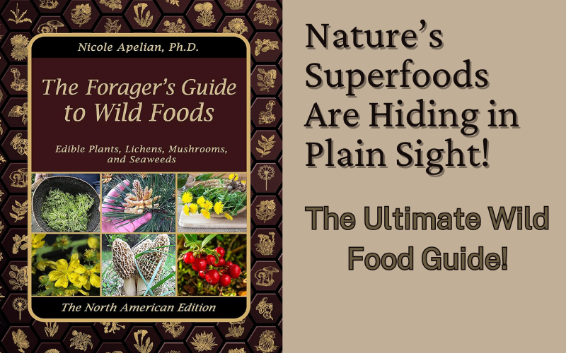 You are currently viewing The Forager’s Guide to Wild Foods: Unlock Free, Nutritious Finds